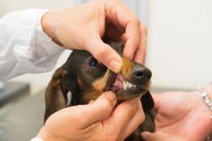 dog teeth exam
